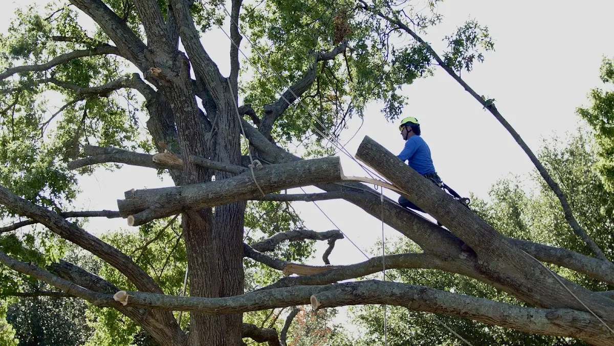Professional Crown Thinning performed by certified arborists in Hornitos